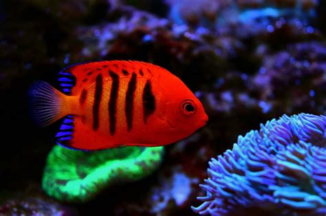 15 Most Beautiful Fish in the World .